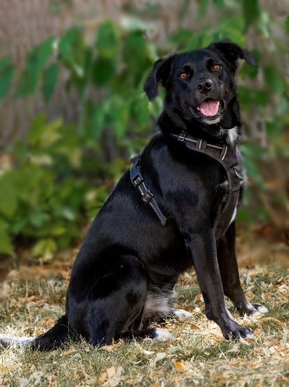 Bürohund