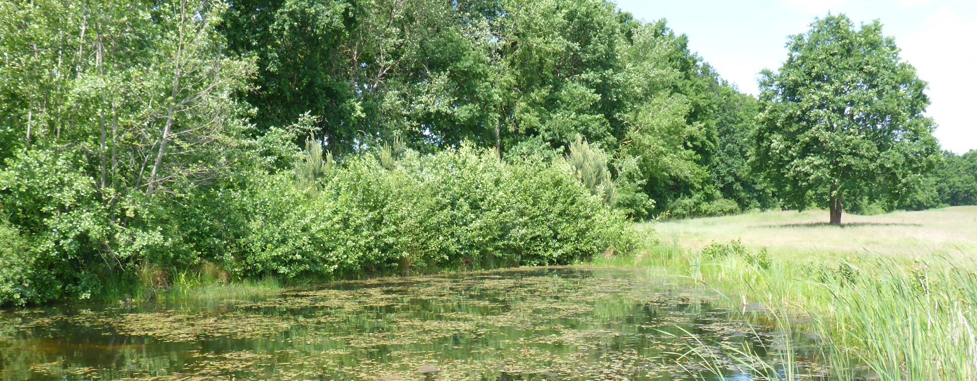 Kartierung Flora und Fauna Green Eagle Golf Courses